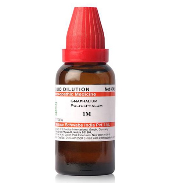 Gnaphalium Polycephalum